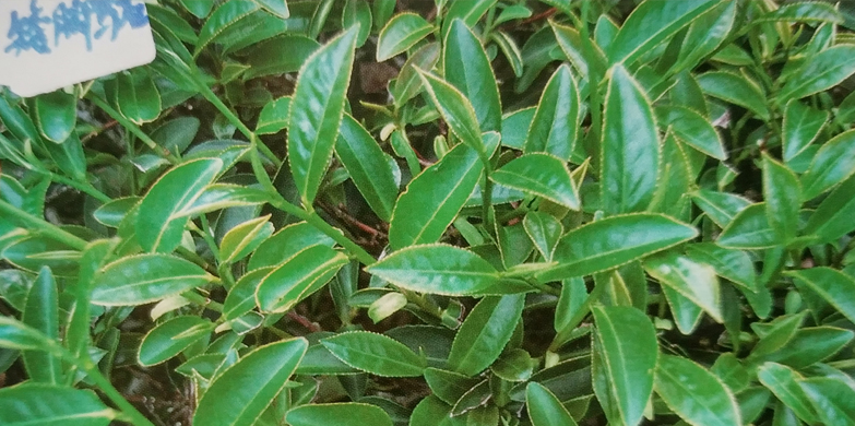 02a-矮脚乌龙02.jpg