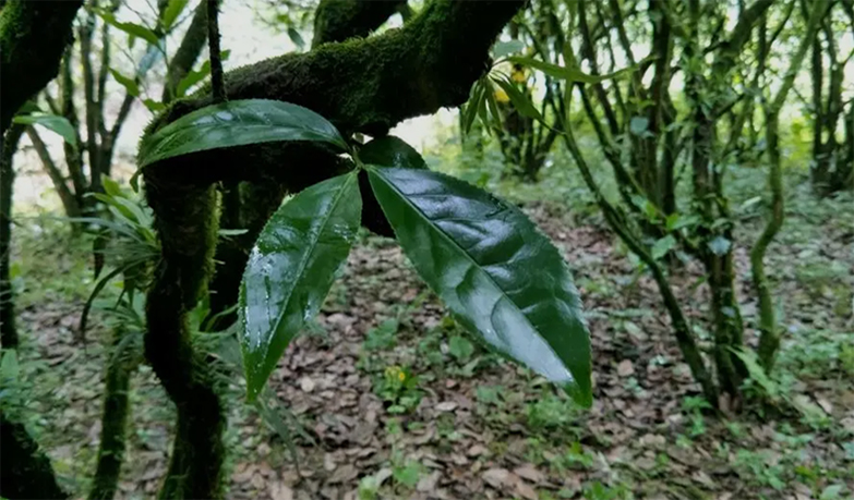 l.老枞水仙01.jpg