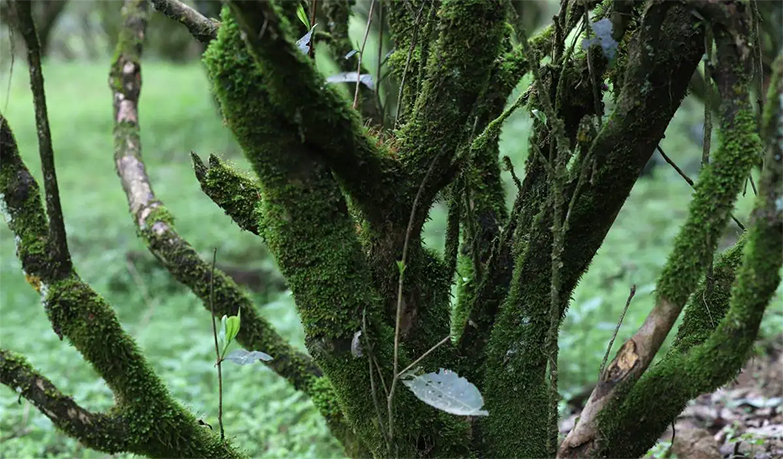 l.老枞水仙02.jpg