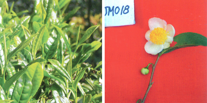 l.灵芽02.jpg