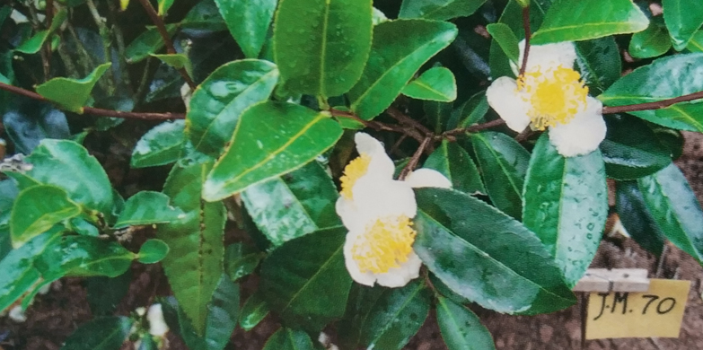 s-水仙01.jpg
